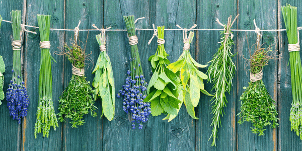 Exploring the Aromatic World: Herbs Besides Cannabis for Your Dry Herb   E10 Labs