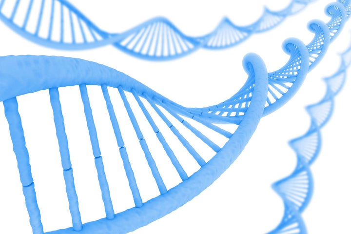 Why Hemp Genetics Matter To The CBD Industry